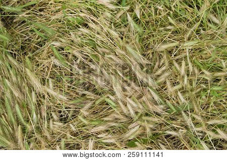 Wind-stricken Yellow Green Grass On The Meadow As A Natural Background; Spikelets Are Lying On The G