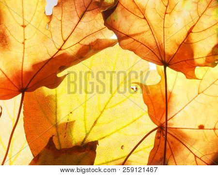 Fallen Autumn Maple Leaves On The Lumen. Texture.