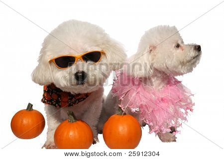 Beau ja Fifi molemmat Bichon Frises eristetty valkoinen