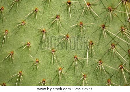 tiro de macro de una planta de cactus y espinas