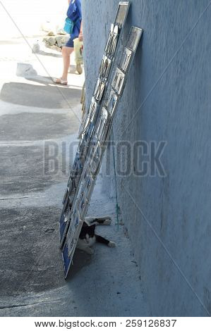 Magnificent Shot Of A Refugee Cat Behind An Exhibitor Of Postcards From A Souvenir Shop In Pyrgos Ka