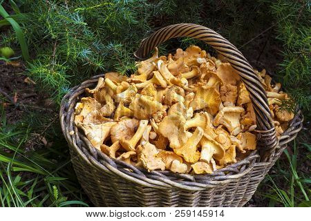 Wicker Basket With Wild Mushrooms Chanterelles On Juniper Needles Background