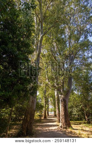 Avenue Of Plane Trees In The Butrint National Park, South Albania