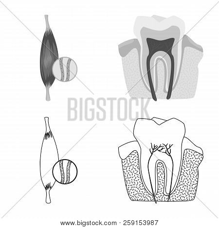 Vector Design Of Body And Human Sign. Set Of Body And Medical Vector Icon For Stock.