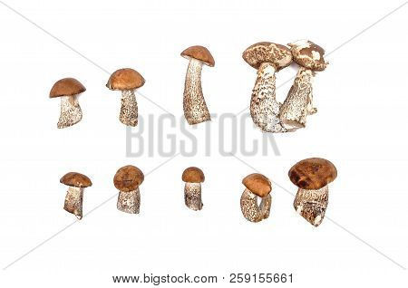 Brown Cap Boletus Leccinum Scabrum Collection Isolated On White Background.