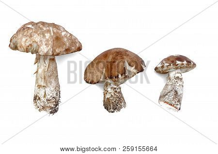 Brown Cap Boletus Leccinum Scabrum Collection Isolated On White Background.