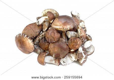 Heap Of Brown Cap Boletus Lessinum Scabrum Isolated On White Background.