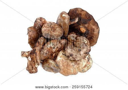 Paxillus Mushroom Heap Isolated On The White Background.