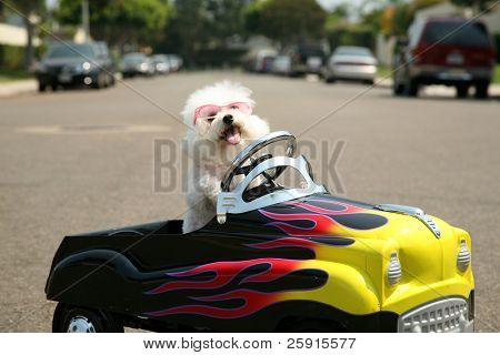 en Bichon Frise hund i hendes Pedal bil