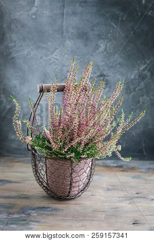 Cultivated Potted Pink Calluna Vulgaris Or Common Heather Flowers Standing On Wooden Background, Ton