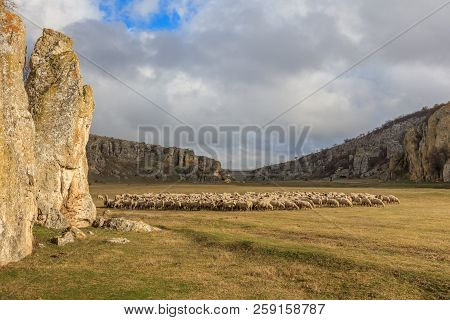 Sheep In Geological Reservation Cheile Dobrogei, Romania.