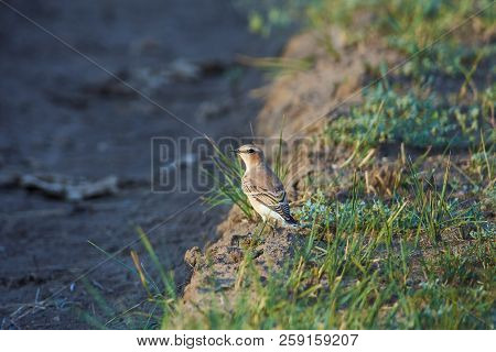 Isabelline Wheatear (oenanthe Isabellina) Sits On The Ground In A Natural Habitat.
