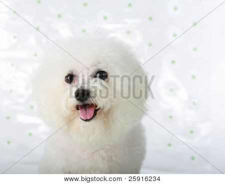 un bichon frise fresco da un modelli di vasca per la fotocamera