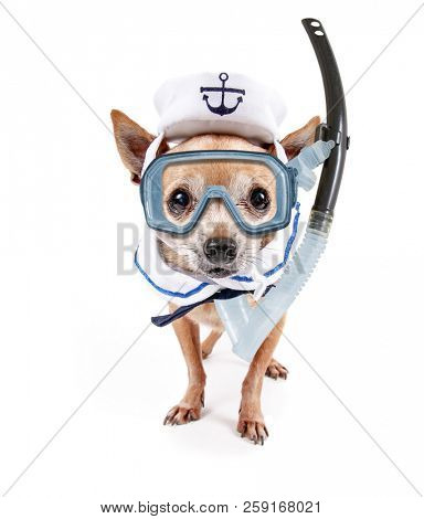 cute chihuahua dressed up in a military navy costume with a cap studio shot on an isolated white background with a diving scuba mask and snorkel