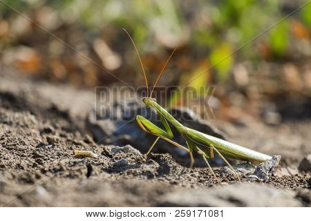 The European Mantis. Praying Mantis (mantis Religiosa)