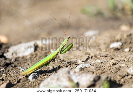 The European Mantis. Praying Mantis (mantis Religiosa)