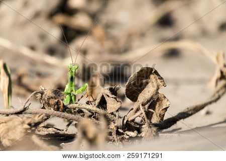 Praying Mantis Sits Among Dry, Withered Grass (mantis Religiosa)