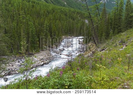 Altai Mountains. The Shawla River Above The Estuary Of The Yeshtykol River. August. Siberia, Russia.