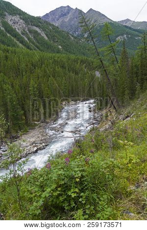 Altai Mountains. The Shawla River Above The Estuary Of The Yeshtykol River. August. Siberia, Russia.