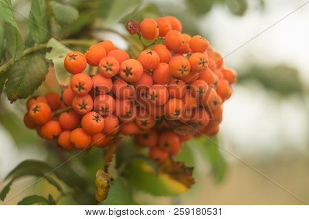 A Branch Of Autumnal Rowan Tree Close-up. Bunch Of Red Ripe Rowan Berries, Rowanberry Fruit