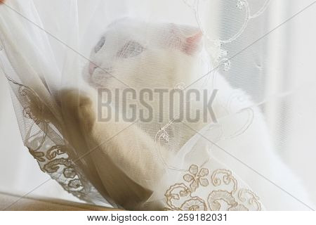 Playful white cat plays with tulle curtain
