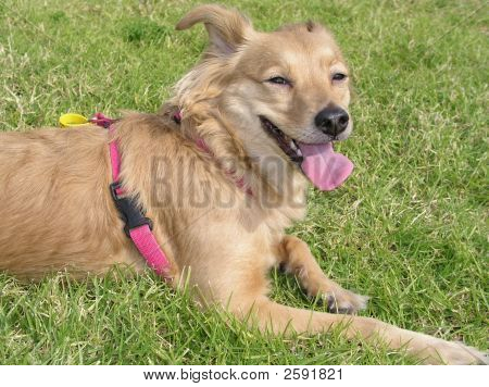 芝生に寝そべっている犬