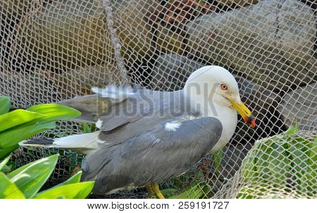 A Close Up Of The Seagull (larus Crassirostris).