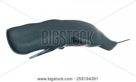 3d rendered illustration of a sperm whale