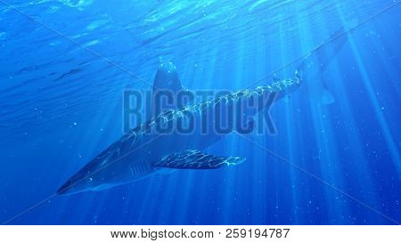 3d rendered illustration of a whitetip shark