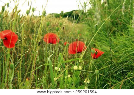 Red Poppy Flowers On The Field Of Wheat Summertime