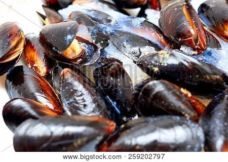 Frozen Mussel In The Shell. Freshly-frozen Mussels In Shells Close-up. The Mussel In The Sink Is Rea