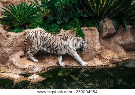 White Bengal Tiger Walks Around Pond In Loro Parque Zoo, Puerto De La Cruz, Tenerife, Spain.