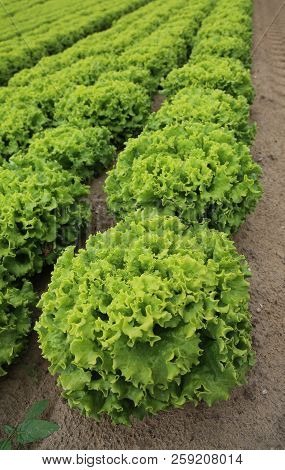 Large Head Of Lettuce In The Field Cultivated With Sandy Soil To Promote The Growth Of Vegetables