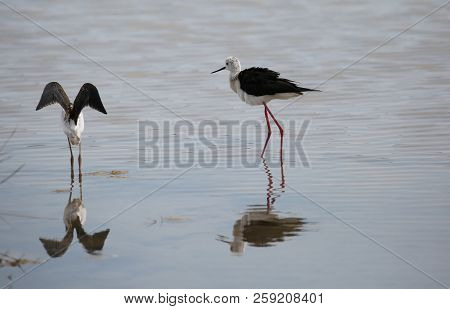 Two Young Birds Called Black-winged Stilt On The Pond