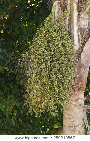 The Green Seads Of A Plam Tree Waiting To Ripen Hanging Off The Side Of The Tree