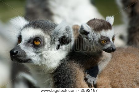 Bébé lémur catta