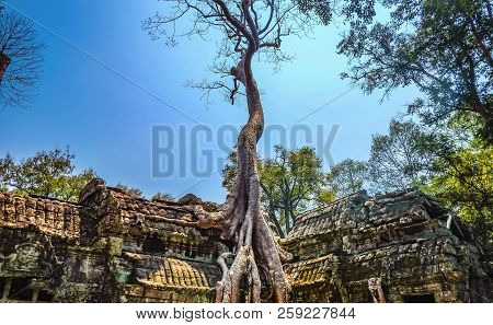 Giant Tree With Blue Sky In Ta Phom Temple Siem Reap Cambodia,wonder Of The World