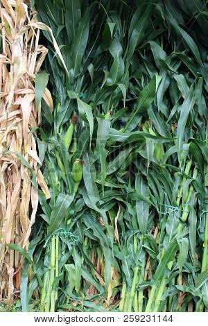 Pretty Natural Image Of Healthy Cornstalks With Ears Of Corn Ready For Picking At Local Farm.