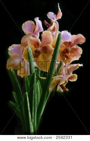 Vanda orchidea