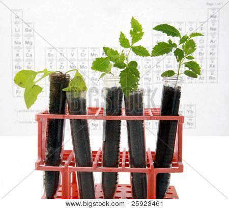 Botanik araştırma, bitkiler, test tüpleri bir araştırma laboratuvarında yapılan