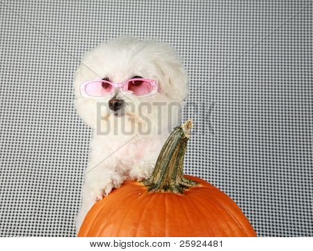 Fifi rasowe Dwuchromian Obszukać uśmiecha się jak ona pozuje z jej dyni na halloween i upadku againts