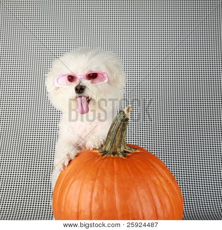 Fifi rasowe Dwuchromian Obszukać uśmiecha się jak ona pozuje z jej dyni na halloween i upadku againts