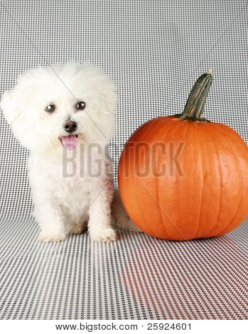 Fifi rasowe Dwuchromian Obszukać uśmiecha się jak ona pozuje z jej dyni na halloween i jesienią againts