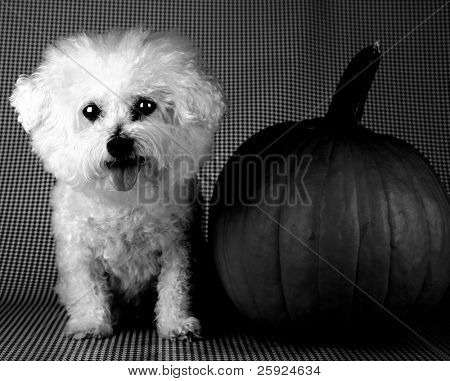 nastrojowe czarno-białe wersja Fifi Dwuchromian Obszukać siedzący obok jej dyni na halloween 