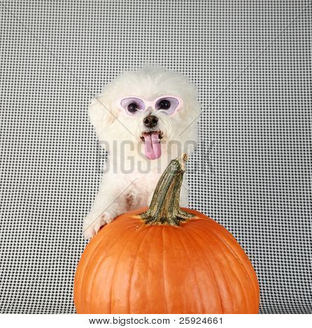 Fifi rasowe Dwuchromian Obszukać uśmiecha się jak ona pozuje z jej dyni na halloween i jesienią againts