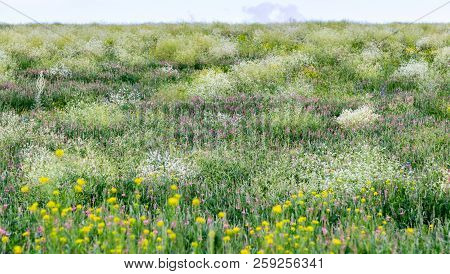 Lush Flowering Of Spring Flowers In The Alps