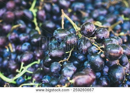 Grape Background. Dark Grape. Blue Grape. Wine Grape.