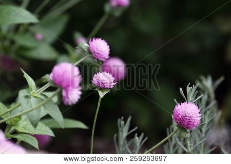 Globe Amaranth Or Gomphrena Globosa Flowers Growing In A Garden. Extreme Shallow Depth Of Field With
