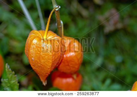 Physalis Alkekengi, Orange Lanterns Of Physalis Alkekengi Among Green Leaves