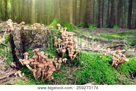 Agaric Honey Fungus In Autumn Forest. Nature Background.